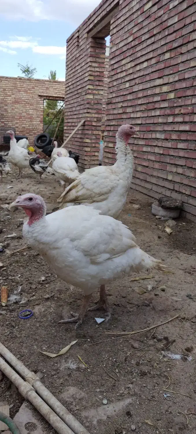 بوقلمون گوشتی|حیوانات مزرعه|خوی, |دیوار