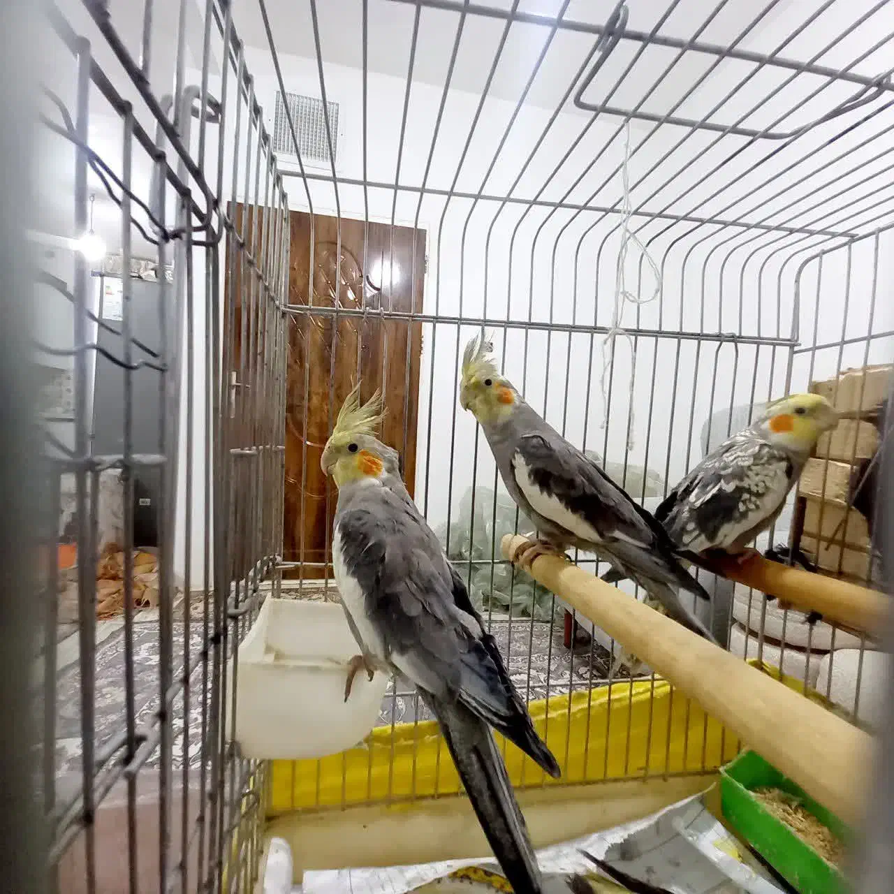 طوطی|پرنده|کرج, اسلام‌آباد|دیوار