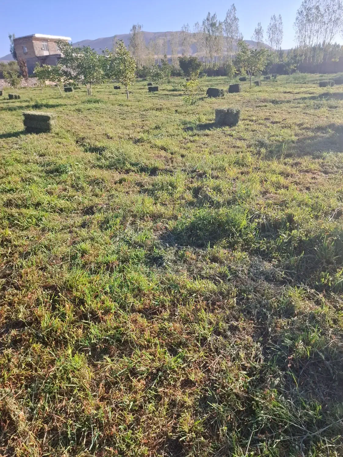 علوفه بسته بندی|خدمات باغبانی و درختکاری|سراب, |دیوار