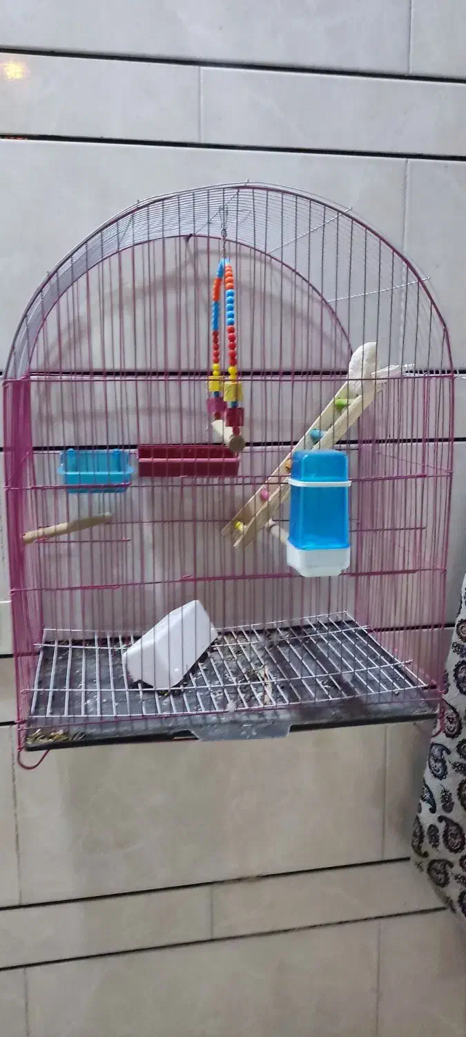 قفس پرنده|لوازم جانبی حیوانات|اندیمشک, |دیوار