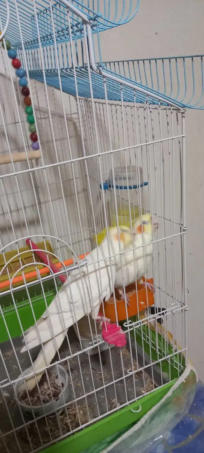 ۶عددجوجه عروس هلندی ۳عدد۵ماه. و۳عددیک ماهه|پرنده|قائن, |دیوار