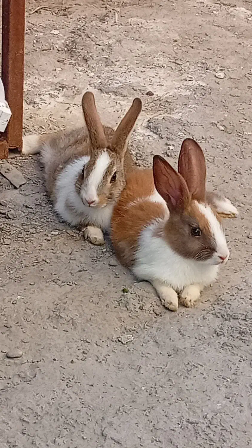 خرگوش خانگی|موش و خرگوش|بندرعباس, |دیوار