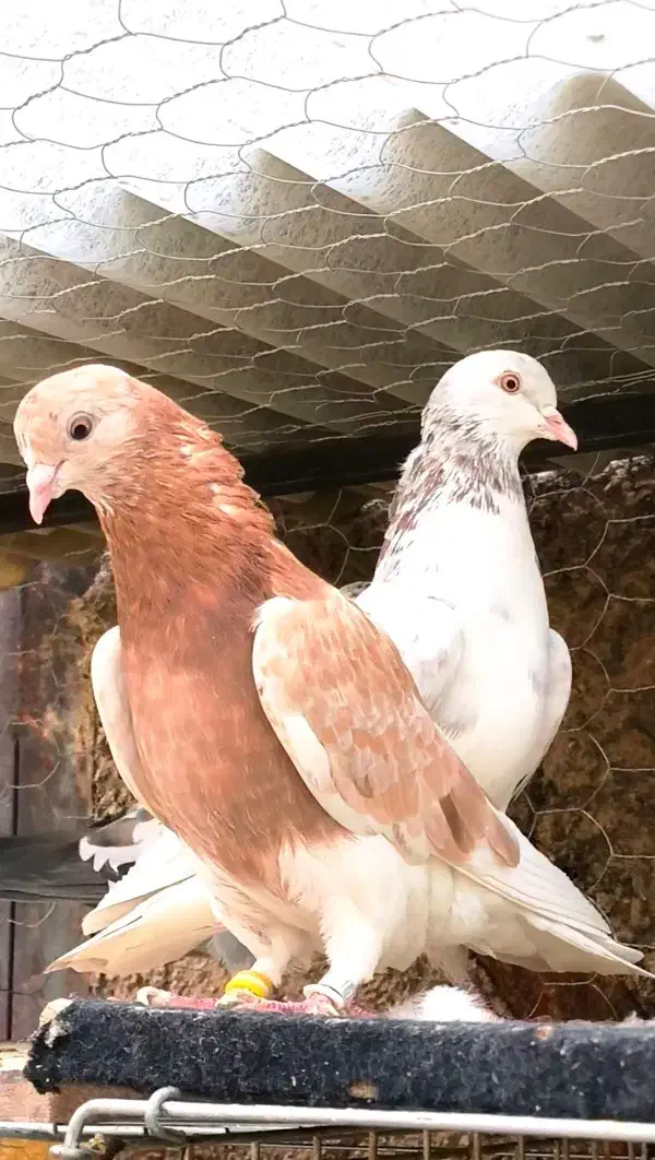 کبوتر پرشی|پرنده|فاضل آباد, |دیوار