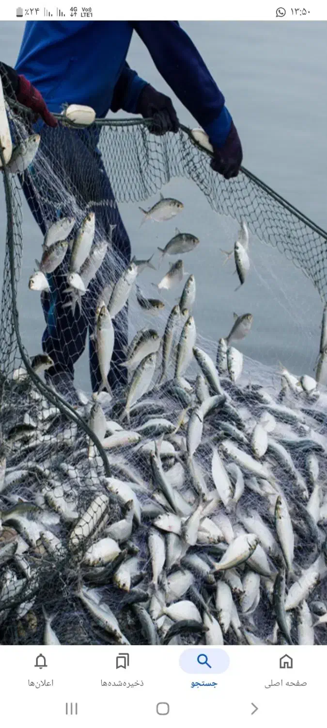 تورماهیگیری جاروفی کنارساحل دریا و راهبند رودخانه|ماهیگیری|بوشهر, |دیوار