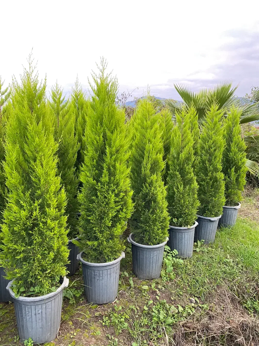 لاوسون زباله|گل و گیاه طبیعی|خرم‌آباد (تنکابن), |دیوار