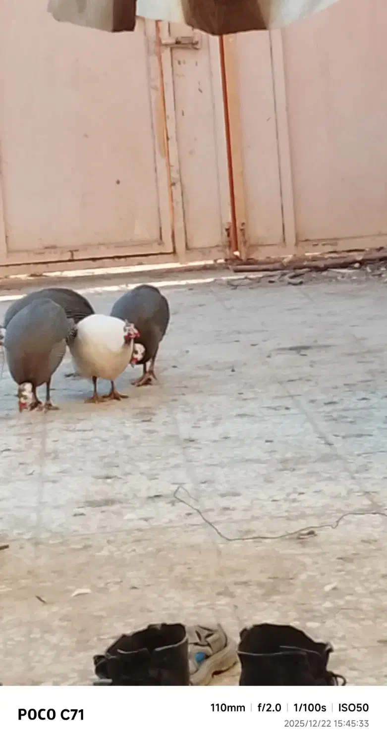 مورغ شاخک|حیوانات مزرعه|زابل, |دیوار