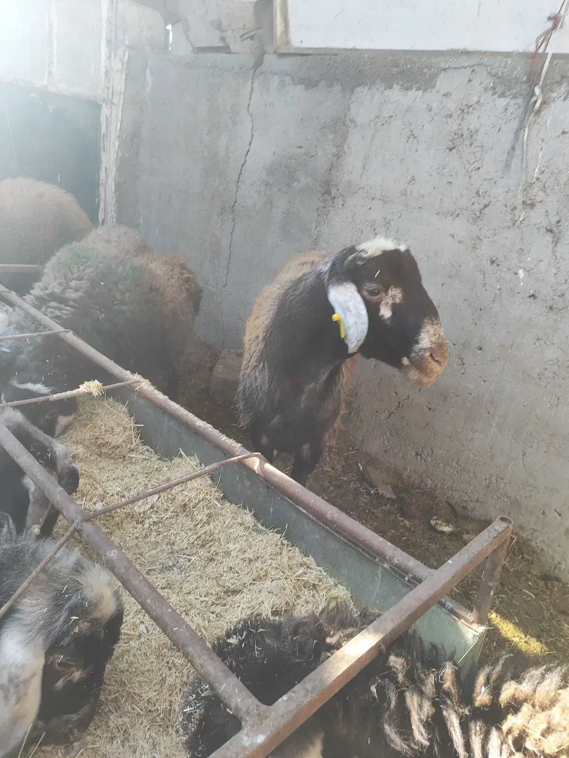 گوسفند|حیوانات مزرعه|کهریزک, |دیوار