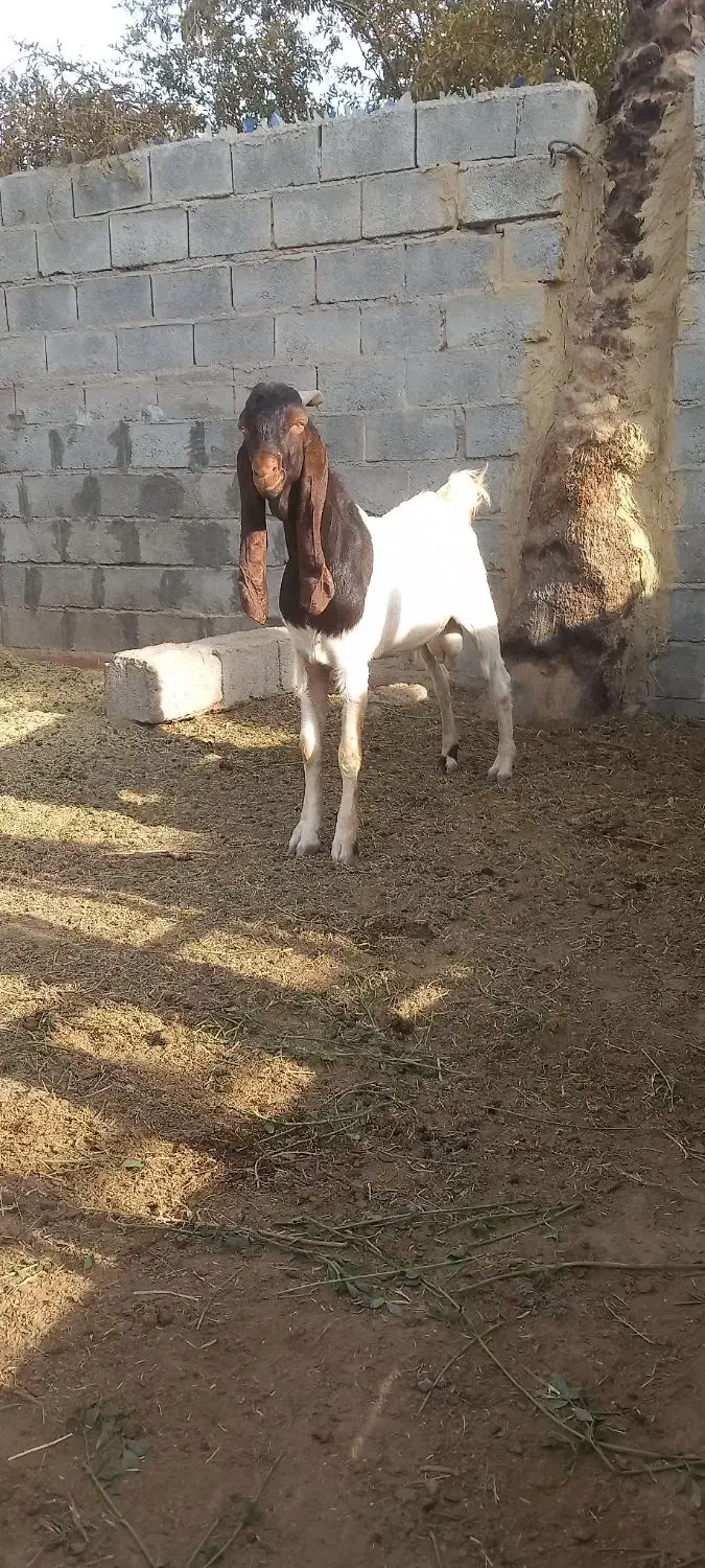 نری|حیوانات مزرعه|میناب, |دیوار