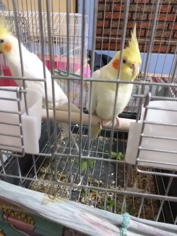 جفت عروس هلندی لوتینو|پرنده|امیدیه, |دیوار