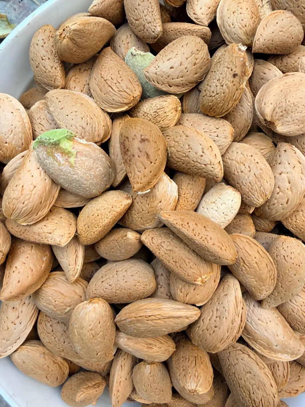 بادام درختی سنگی تویسرکان|خوردنی و آشامیدنی|تهران, شمشیری|دیوار
