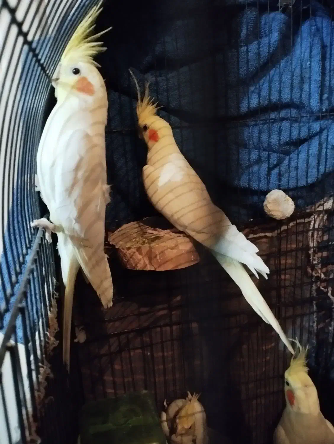 عروس هلندی  و برزیلی|پرنده|ری, سیزده آبان|دیوار