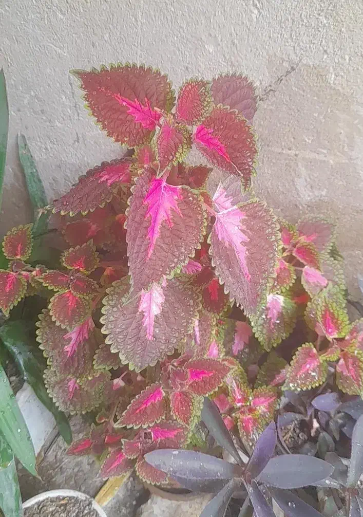 گل سرحال|گل و گیاه طبیعی|اراک, |دیوار