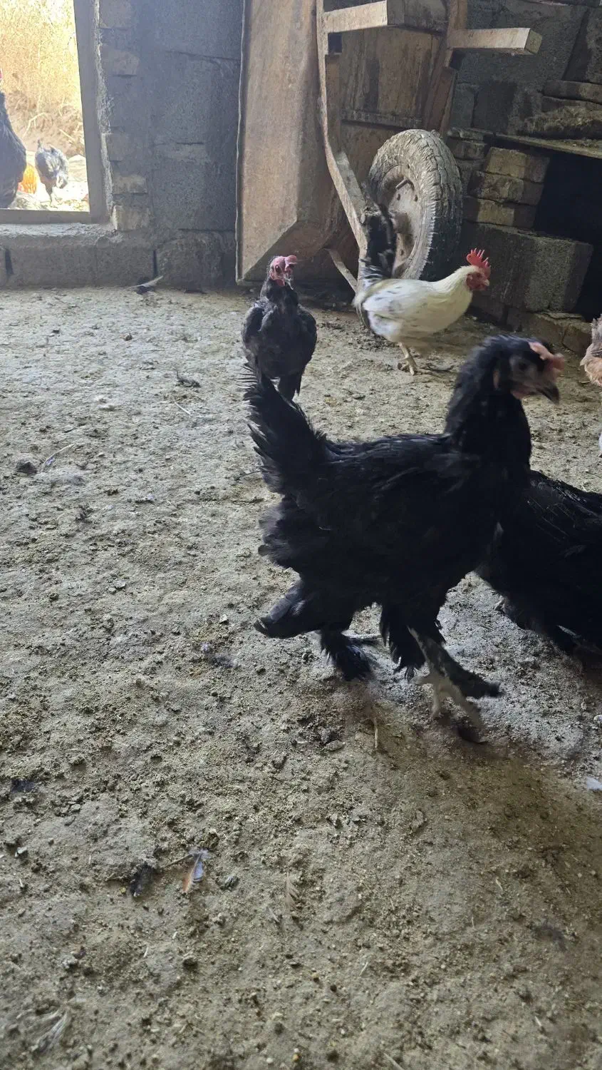 فروش مرغ و خروس گلین.مرندی و گلپایگان|حیوانات مزرعه|خوسف, |دیوار