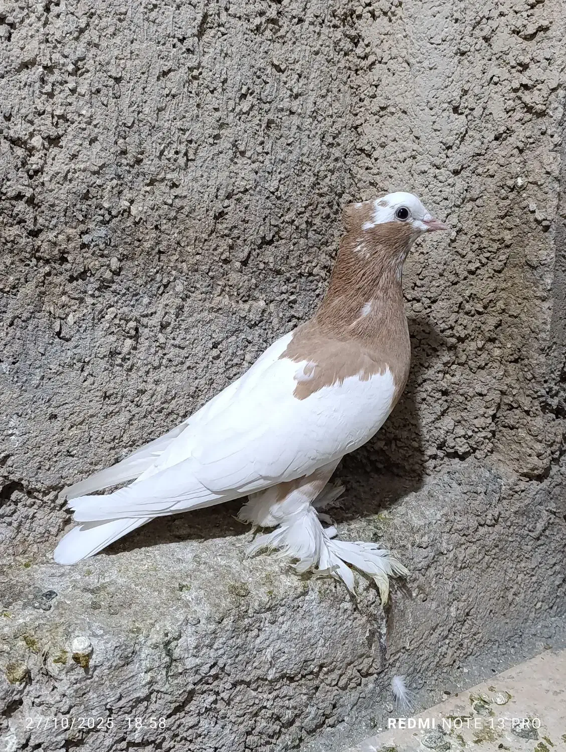 طوق زرد ماده کوار|پرنده|کوار, |دیوار