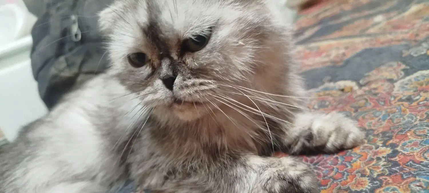 اسکاتیش پرشین|گربه|کرمان, |دیوار