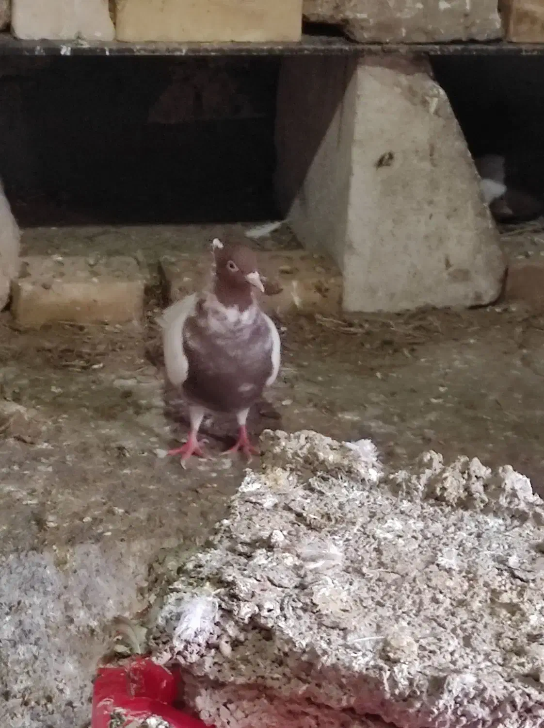 کبوتر|پرنده|شوشتر, |دیوار