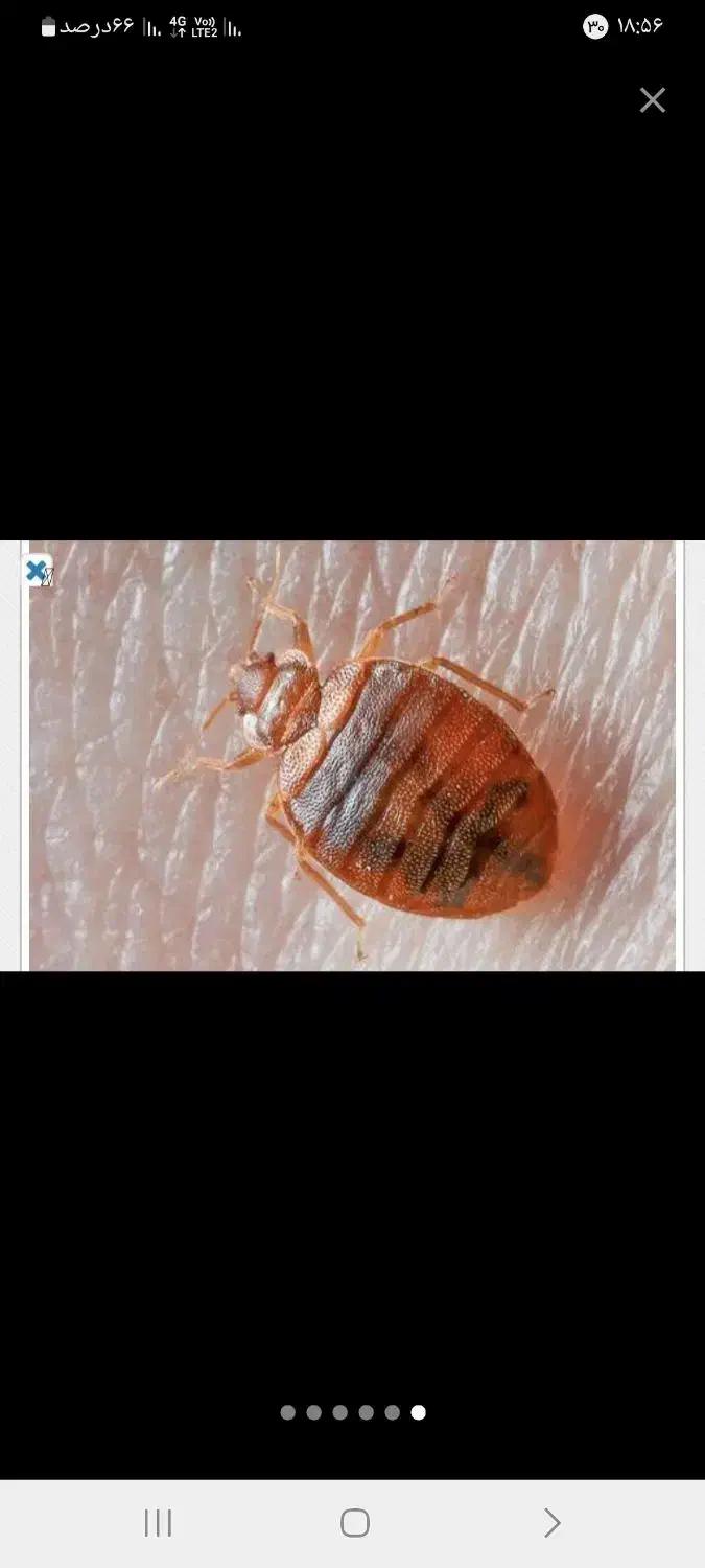 سمپاشی سوسک وساس سم پاشی کک وکنه و انواع حشرات|خدمات نظافت|مشهد, موسوی قوچانی|دیوار