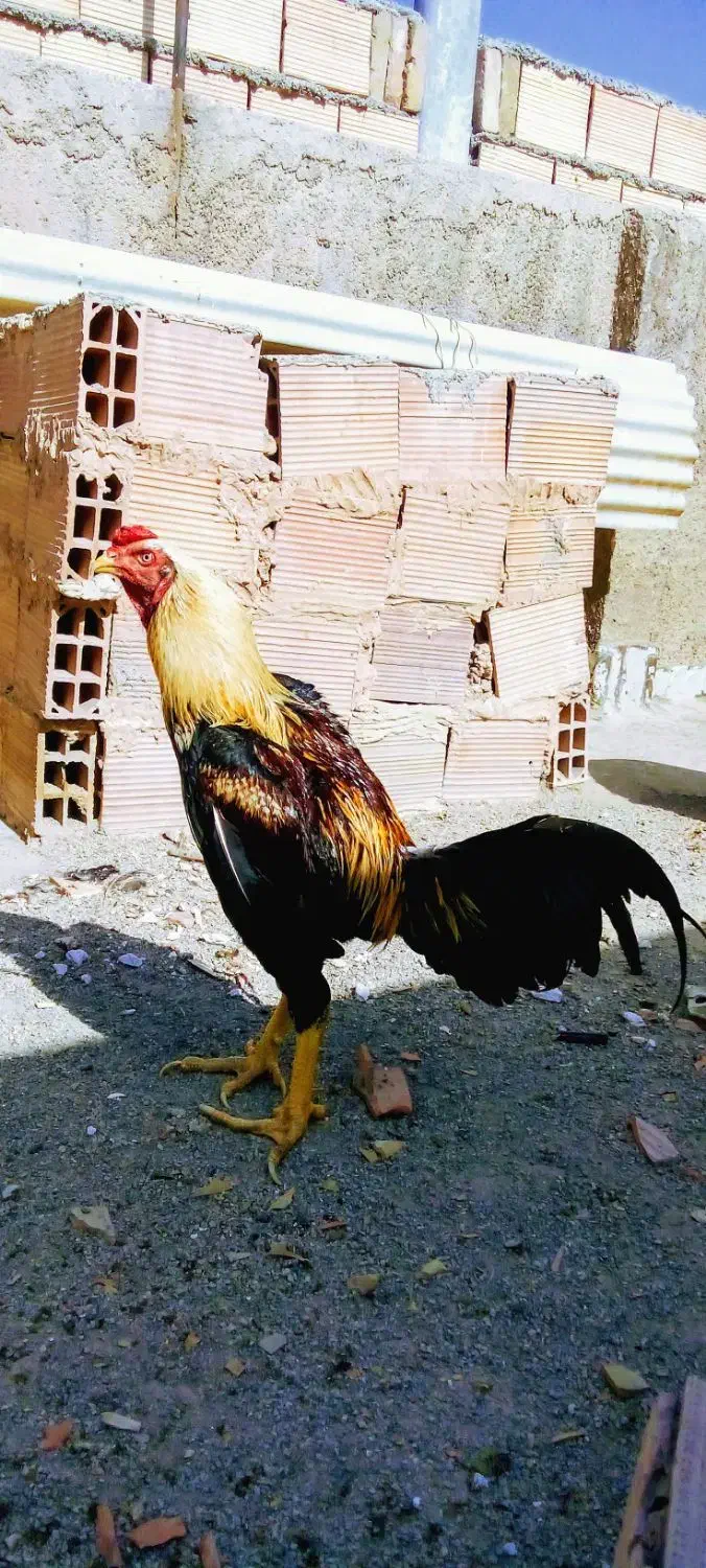 خروس لاری صابونی|حیوانات مزرعه|خاوران, |دیوار