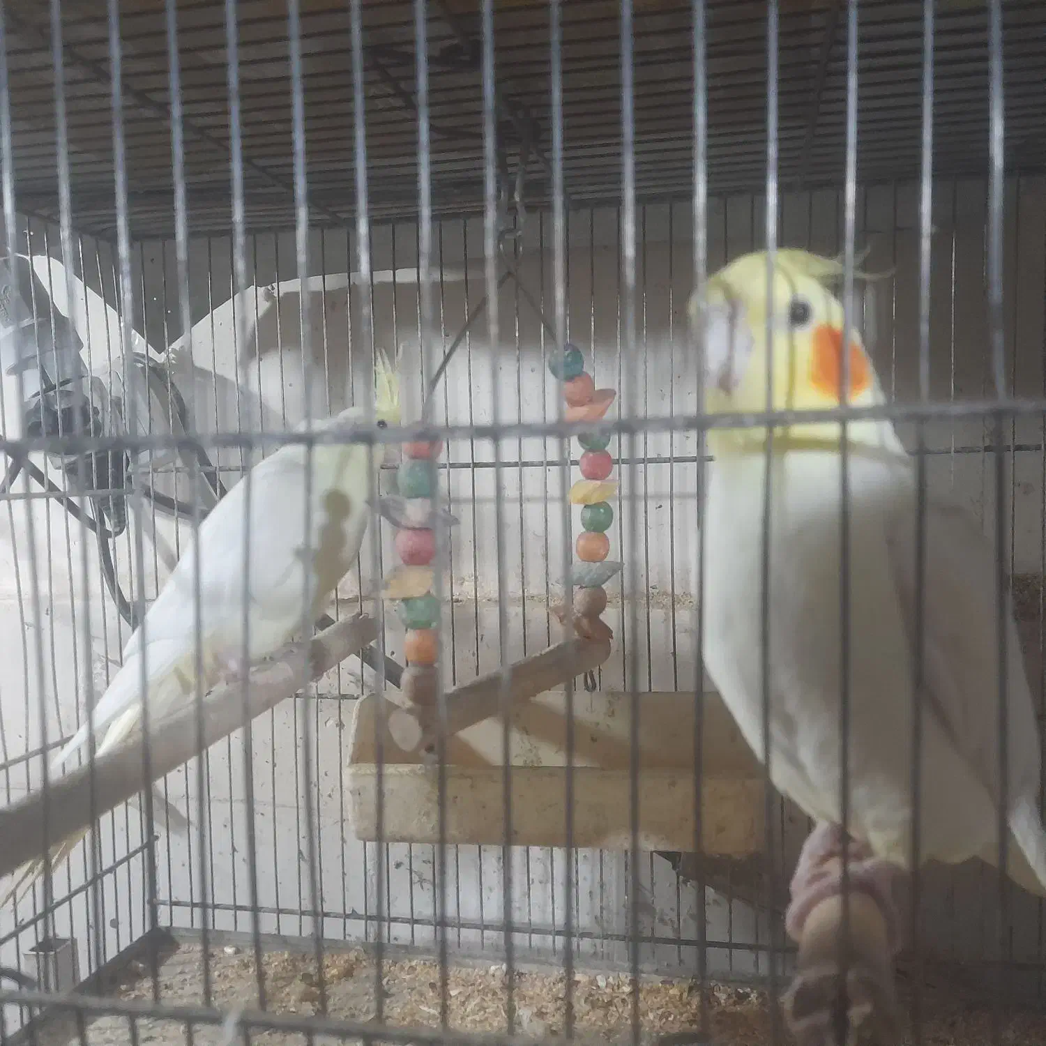 عروس|پرنده|قم, آزادگان|دیوار