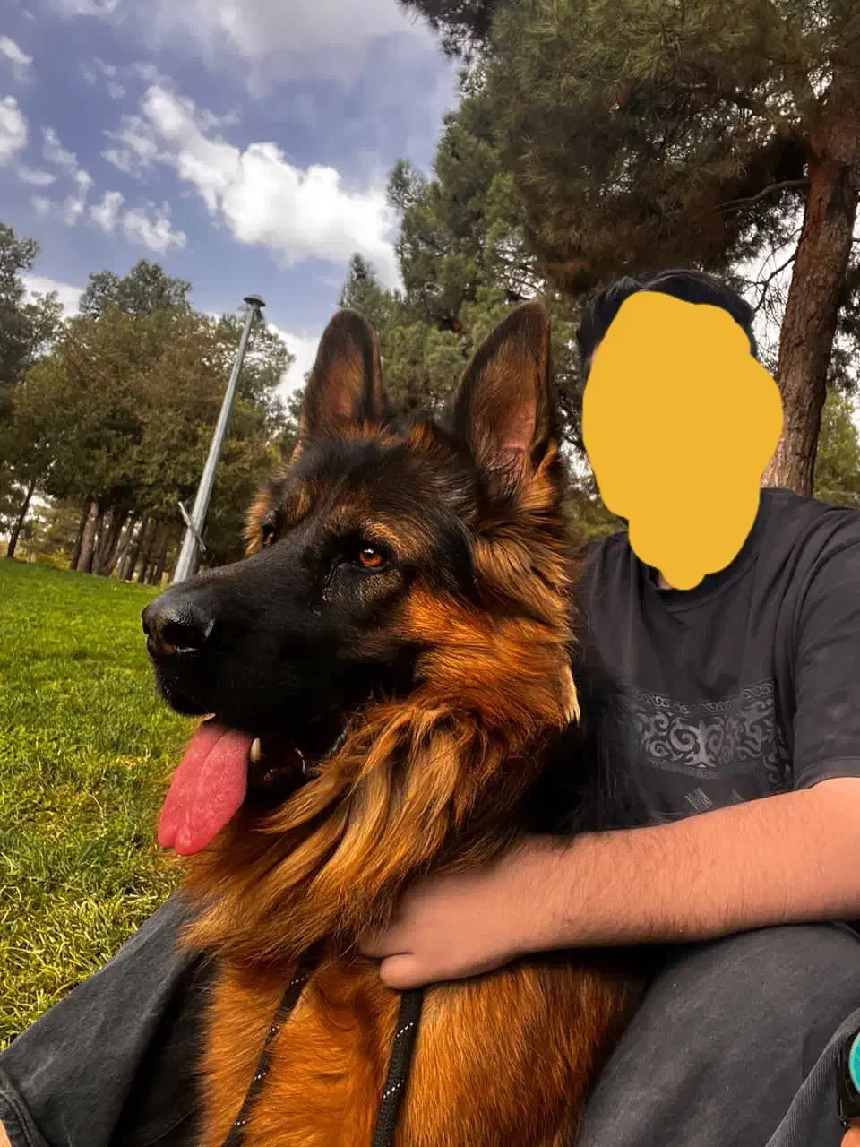 ژرمن کینگ|سگ|کرمانشاه, |دیوار