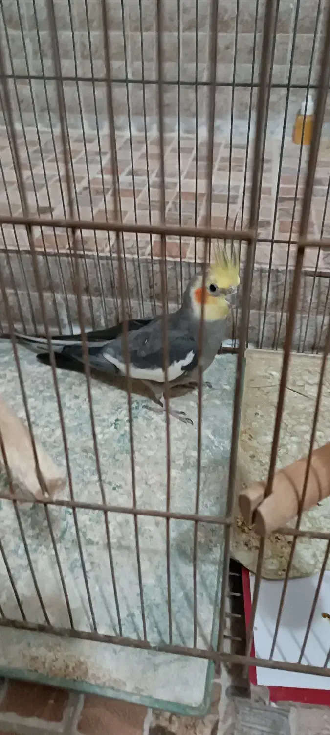 عروس هلندی کار داده|پرنده|میبد, |دیوار