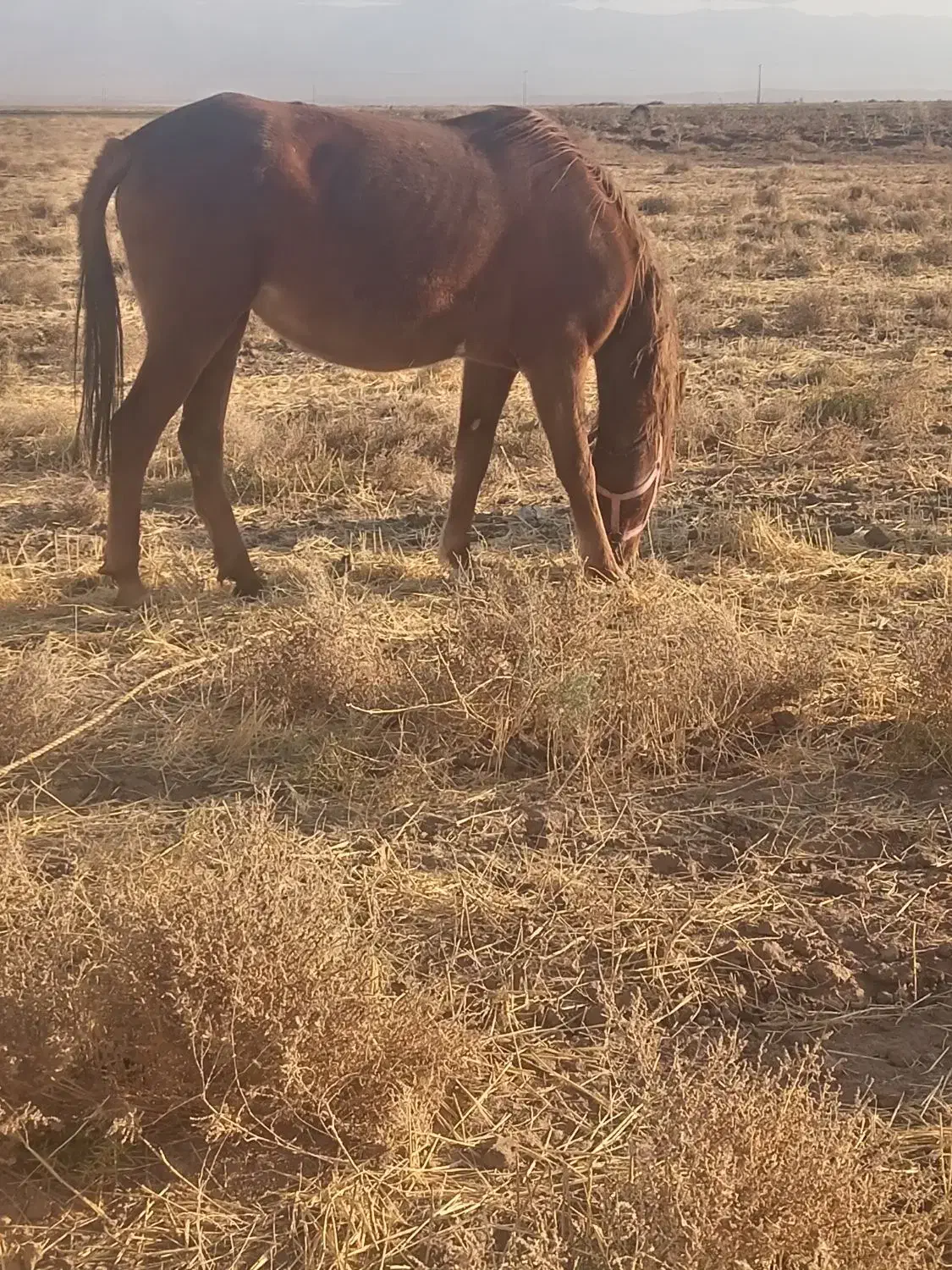 اسب|اسب و تجهیزات اسب‌سواری|میان جلگه, |دیوار