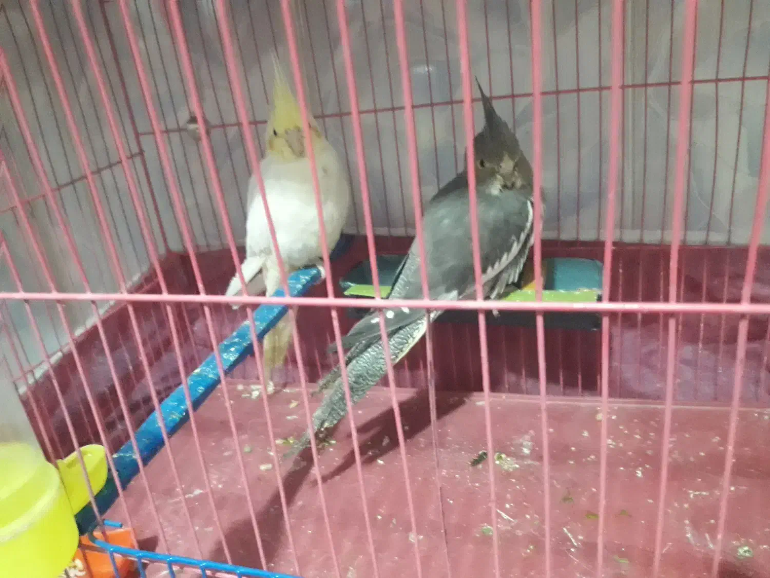 تعدادی عروس هلندی به قیمت عادلانه|پرنده|میانه, |دیوار