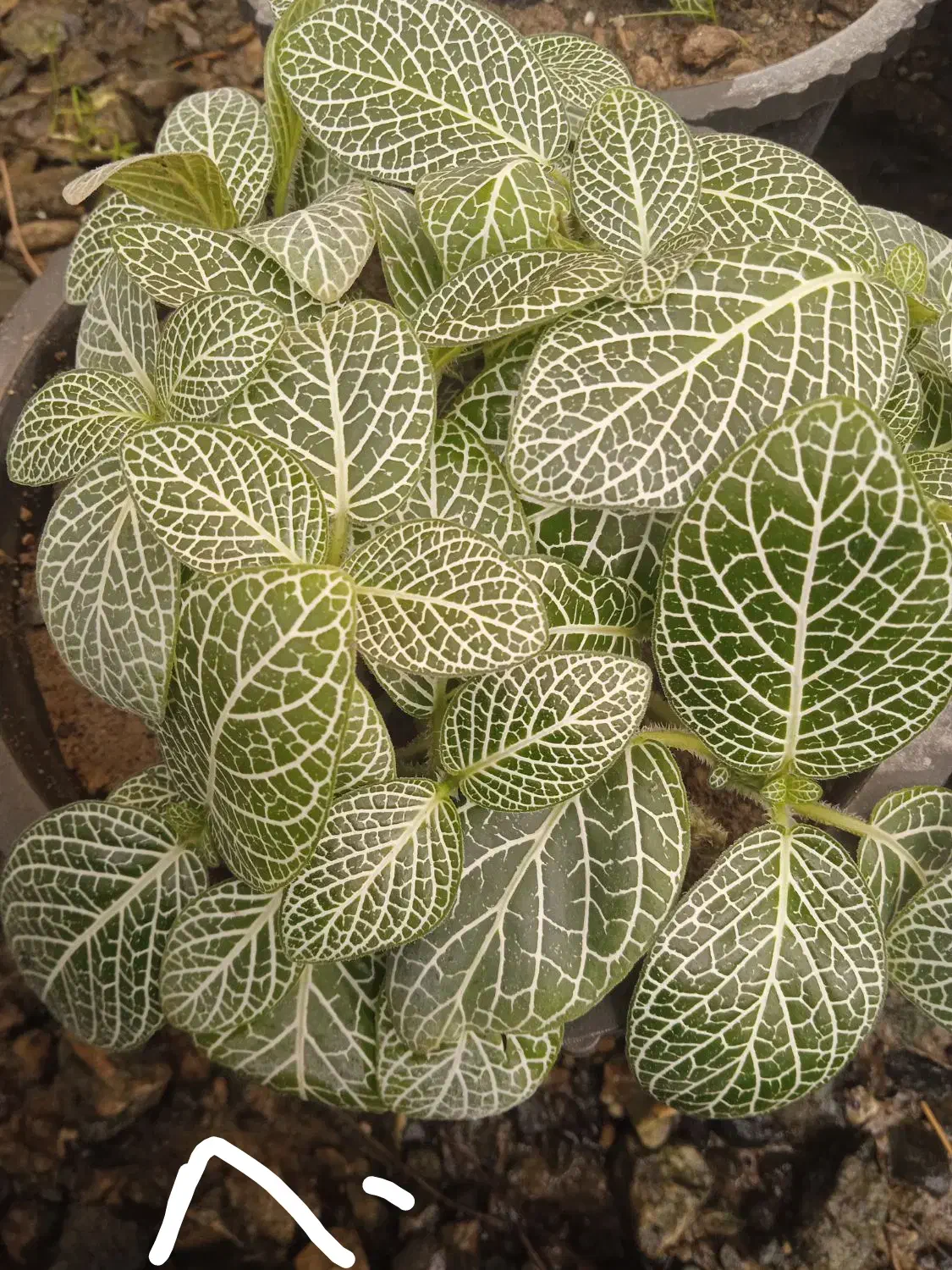 فروش گیاه خانگی گل۸۰|حراج|بروجرد, |دیوار