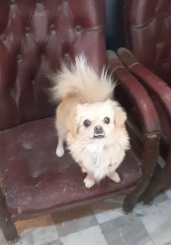 سک پامر|سگ|اصفهان, اندوان|دیوار