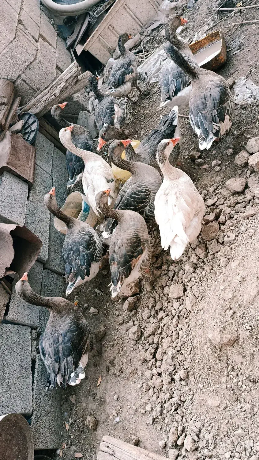 غاز|حیوانات مزرعه|شادگان, |دیوار