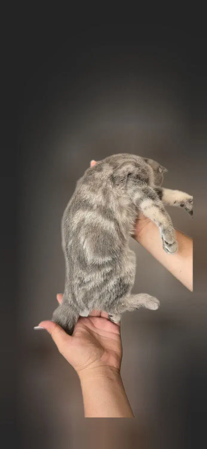 گربه گمشده|حیوانات|تهران, مشیریه|دیوار