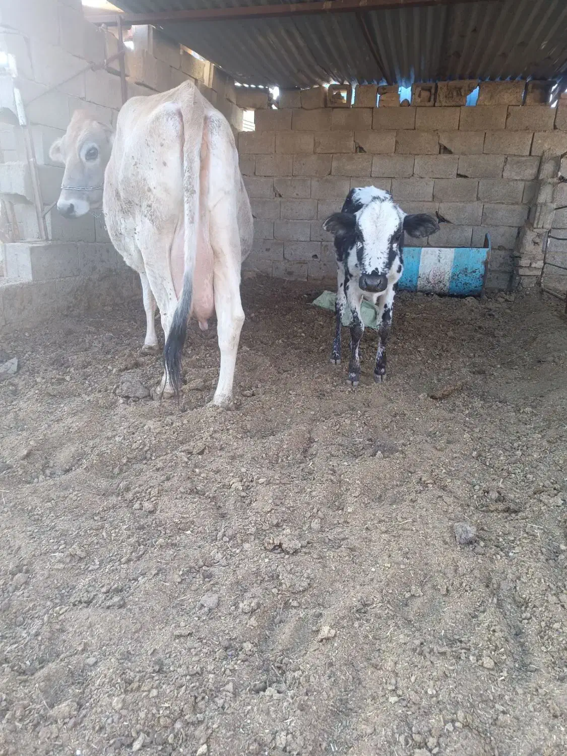 گاو گوساله کوهبنان|حیوانات مزرعه|ماهان, |دیوار