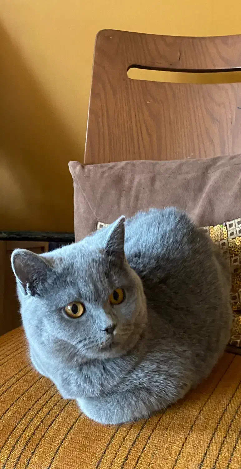 بریتیش بلو|گربه|تهران, سعادت‌آباد|دیوار