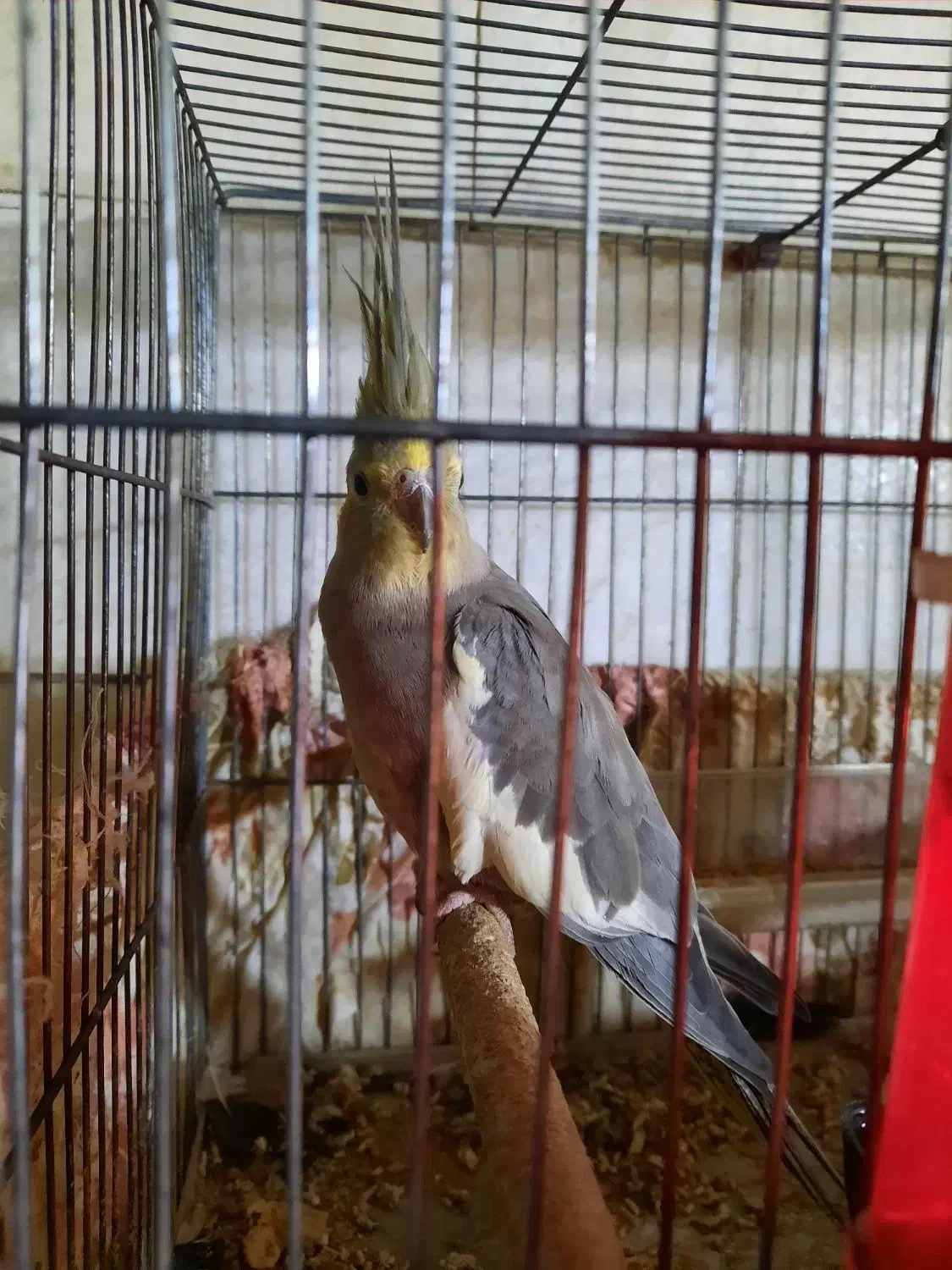 فروشی|پرنده|تهران, امین حضور|دیوار