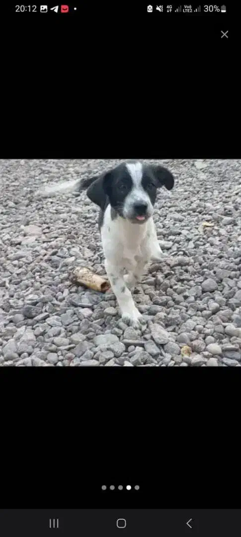 واگذاری|سگ|بم, |دیوار