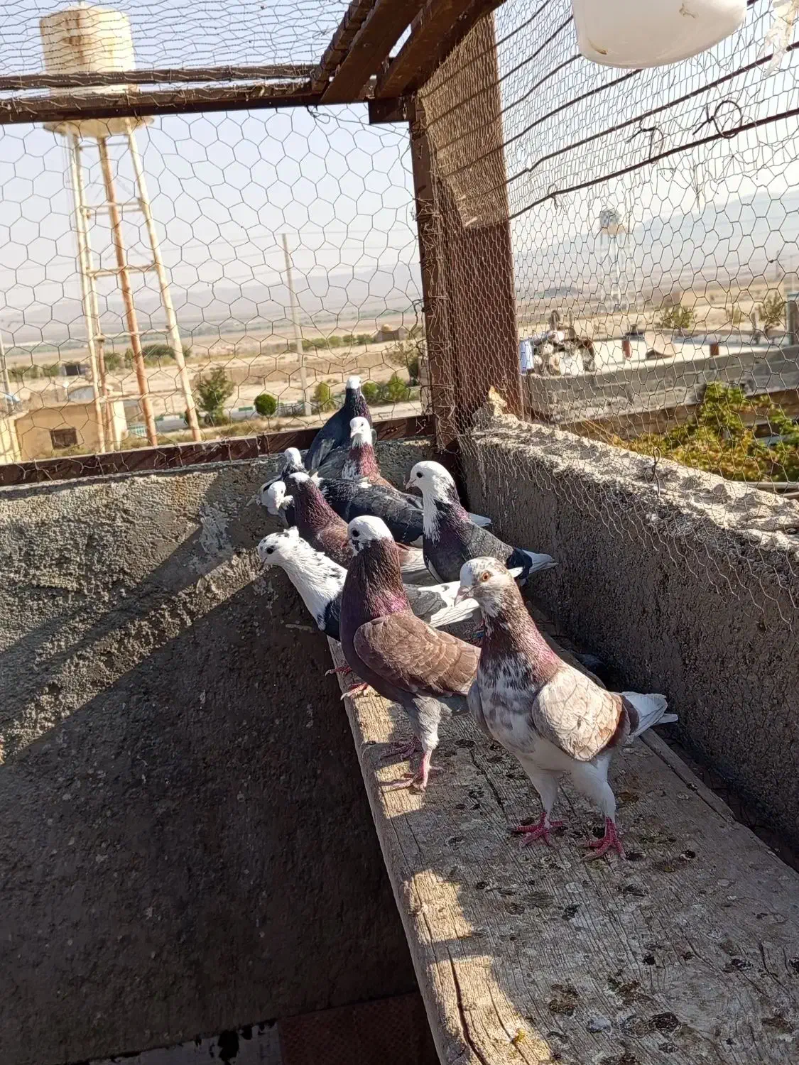 کفتر|پرنده|فشاپویه, |دیوار