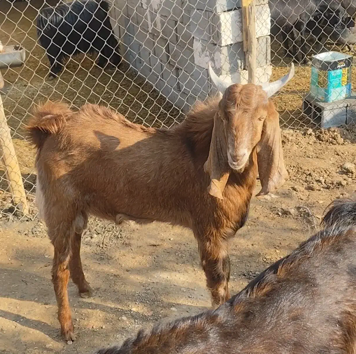 کهره چکل بذری پاکستانی|حیوانات مزرعه|ششده و قره بلاغ, |دیوار