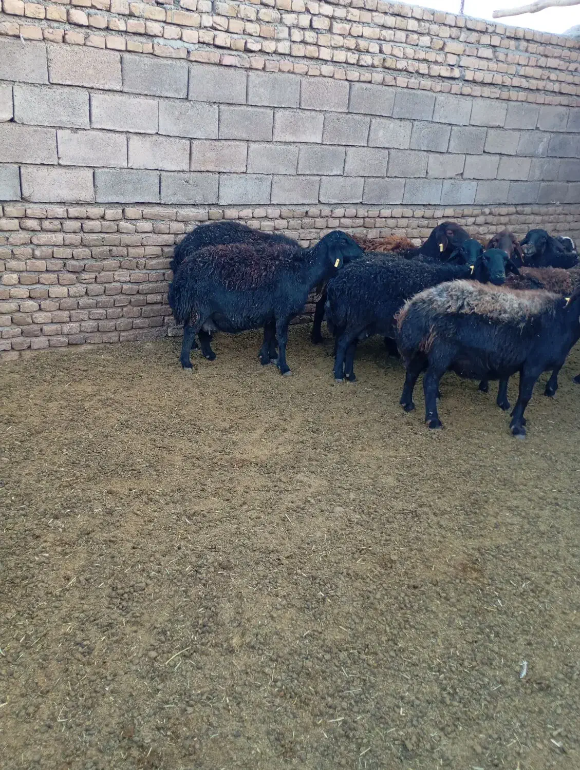 میش عزل افشار 14عدد|حیوانات مزرعه|تربت‌حیدریه, میدان مرکزی|دیوار