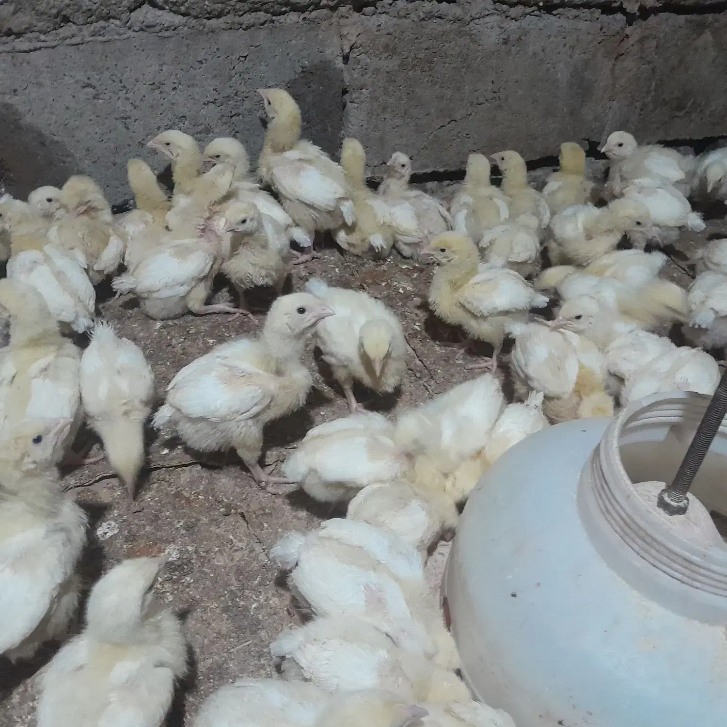 جوجه گوشتی|حیوانات مزرعه|سلیمان, |دیوار