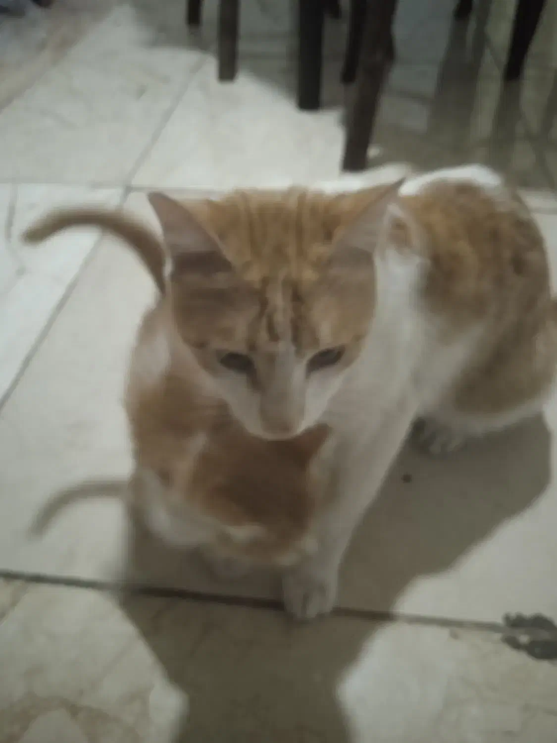 واگذاری بچه گربه 2 ماه dsh با مادرش|گربه|کرمانشاه, |دیوار