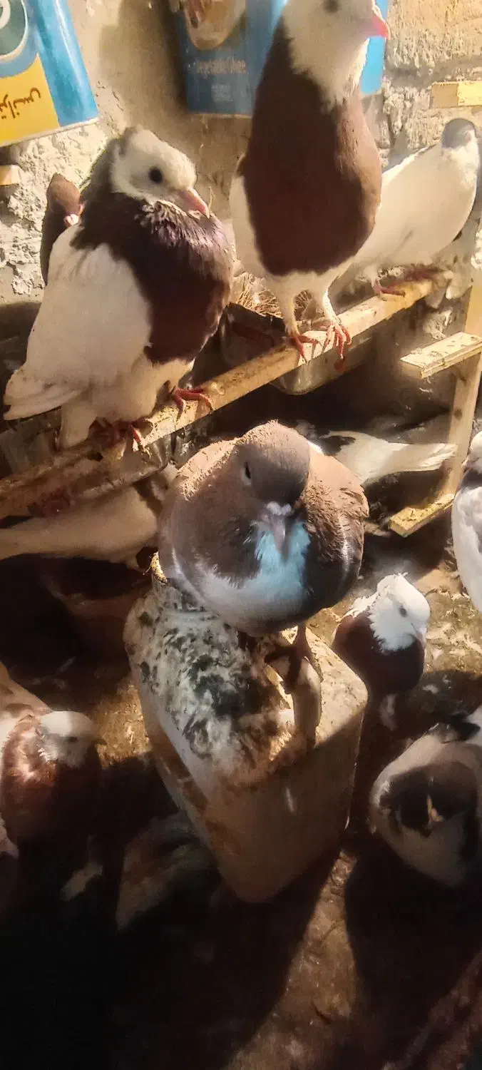 کبو تتر|پرنده|سبزوار, امیر کبیر|دیوار