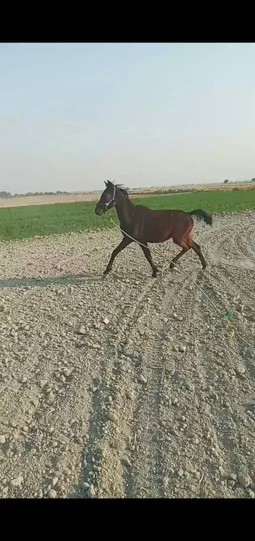 کره مادیان|اسب و تجهیزات اسب‌سواری|رامهرمز, |دیوار