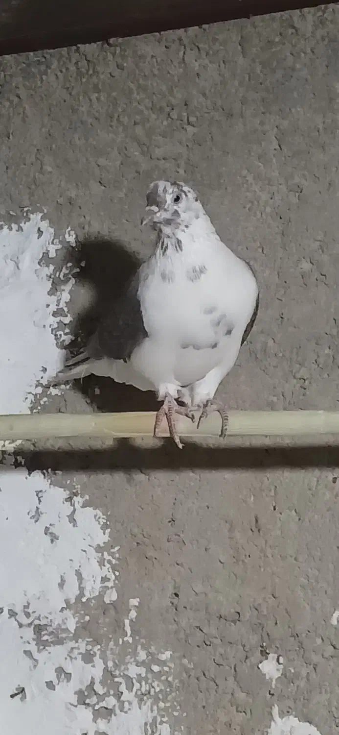 پرنده|پرنده|چوار, |دیوار