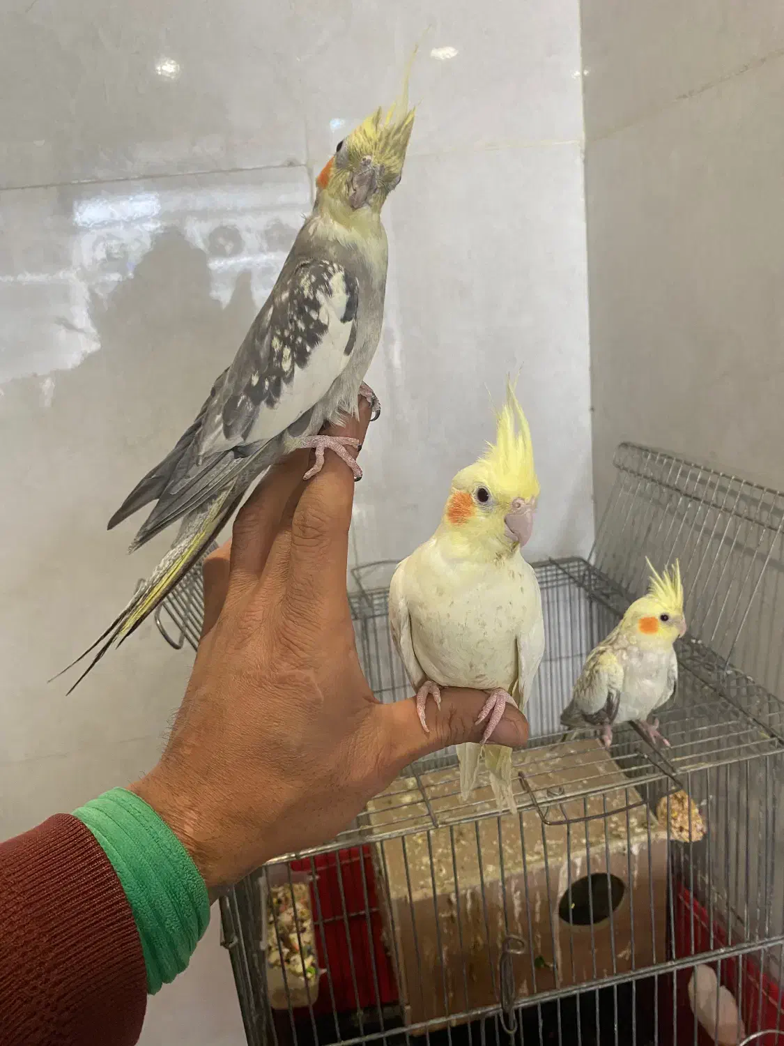 طوطی عروس مولد|پرنده|ری, ظهیرآباد|دیوار