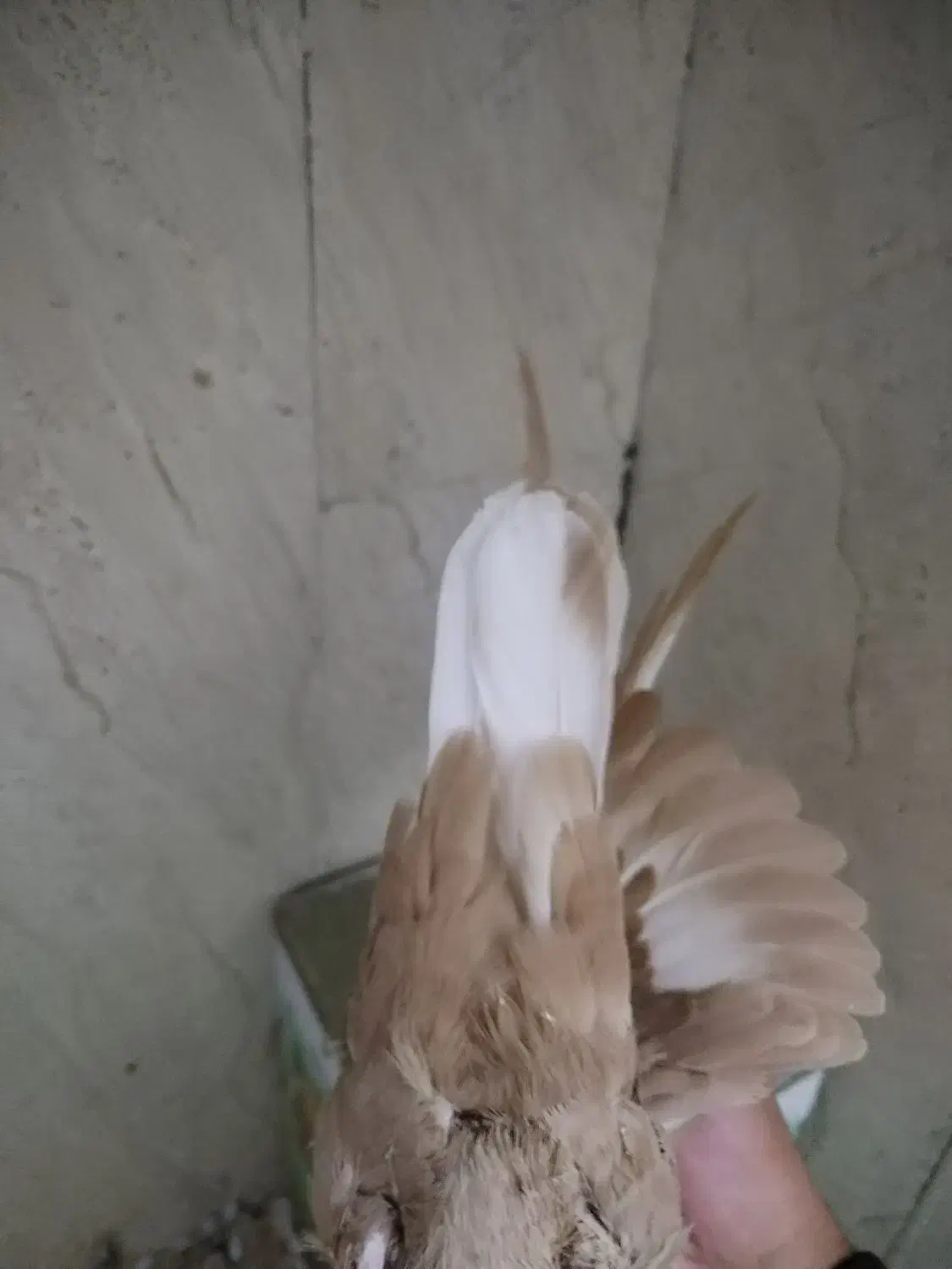 کفتر|پرنده|زرند, |دیوار