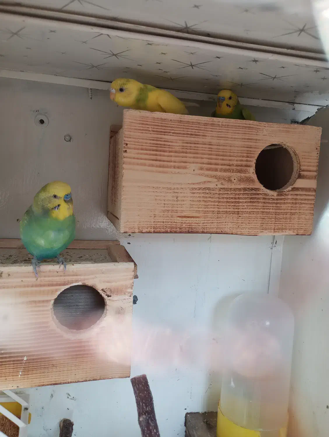 لانه مخصوص مرغ عشق و فنچ برای تخم گذاری|لوازم جانبی حیوانات|گلوگاه بابل (گلیا), |دیوار