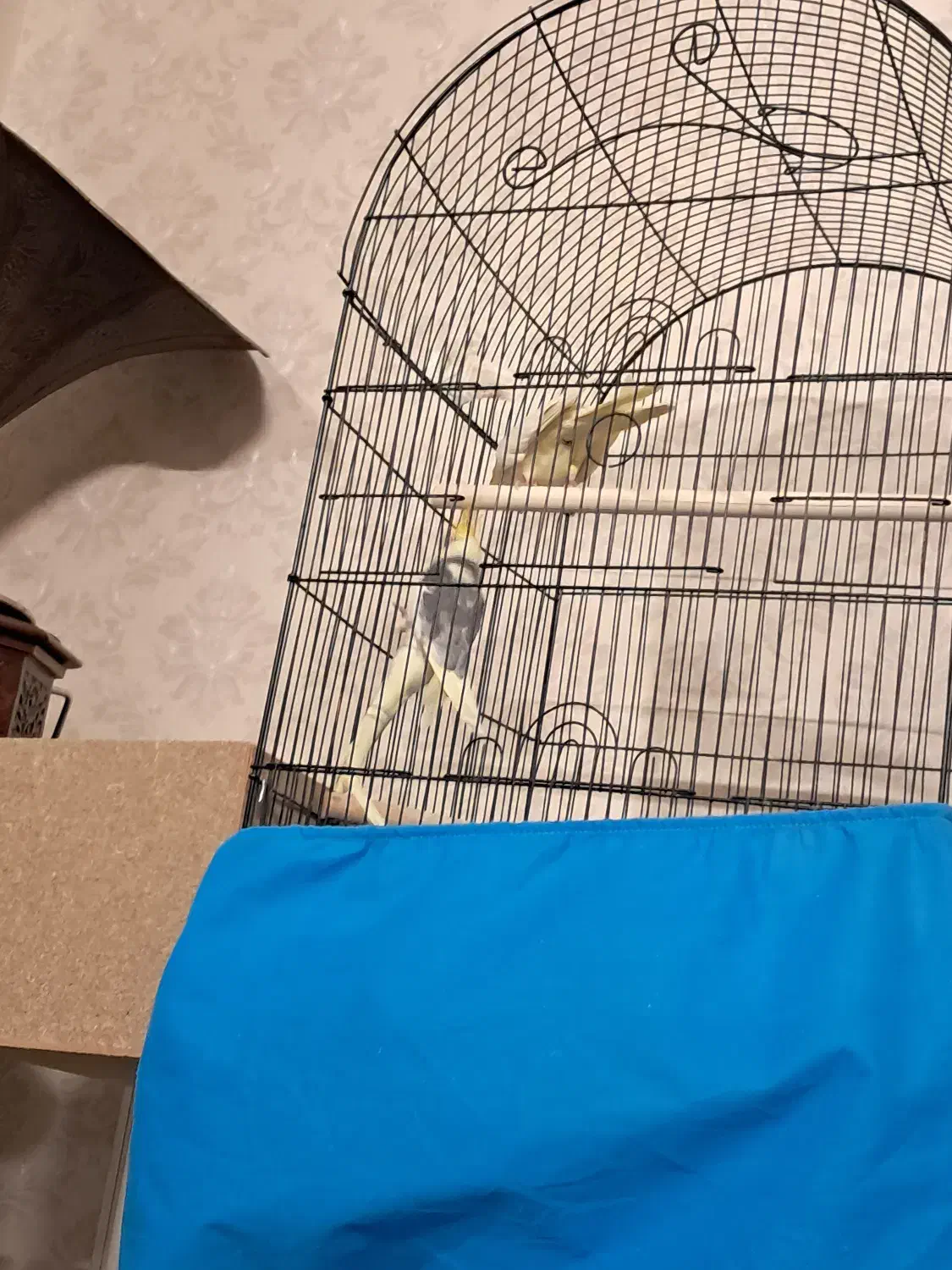 یک جفت عروس هلندی به همراه متعلقات|پرنده|یزد, |دیوار