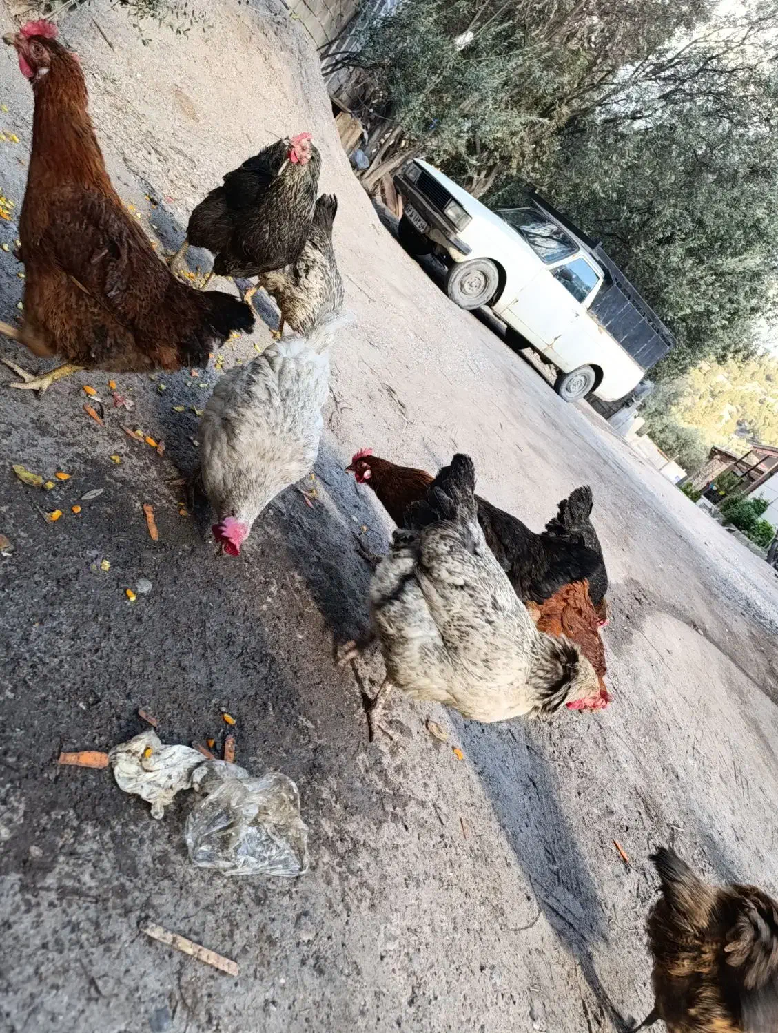 مرغ و خروس|حیوانات مزرعه|رودبار, |دیوار