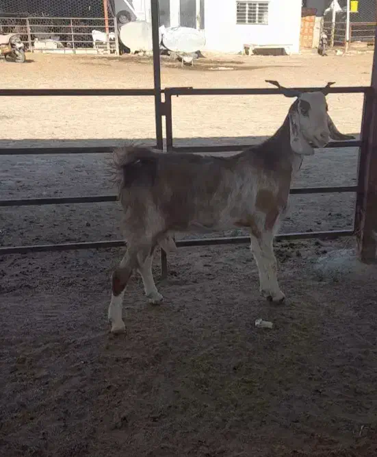 یک راس بزغاله داشتی جوان یه شکم زائده|حیوانات مزرعه|گنبد کاووس, |دیوار