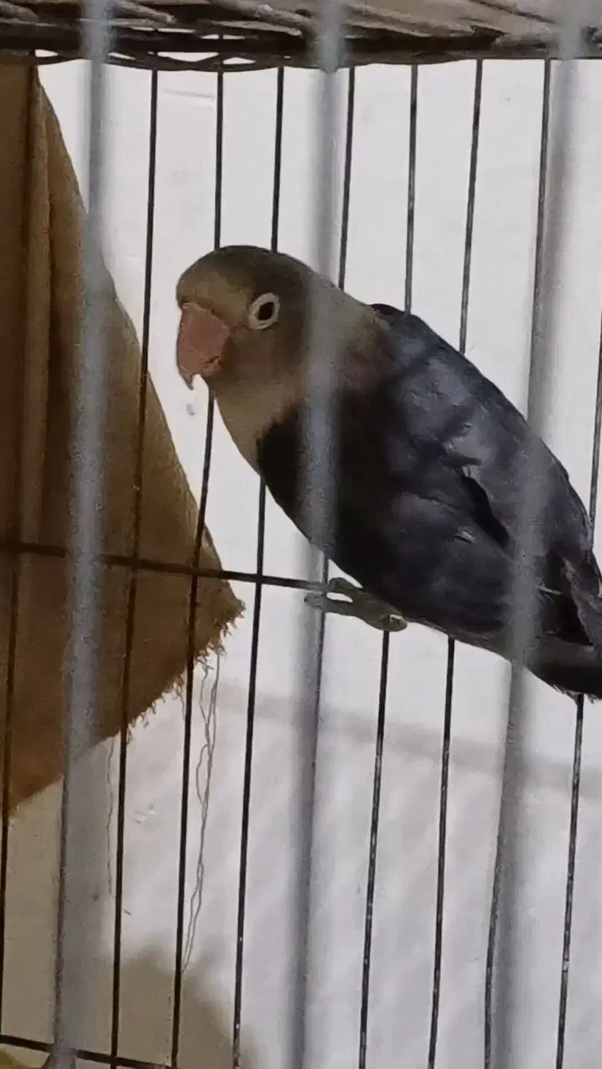 طوطی برزیلی|پرنده|خرمشهر, |دیوار